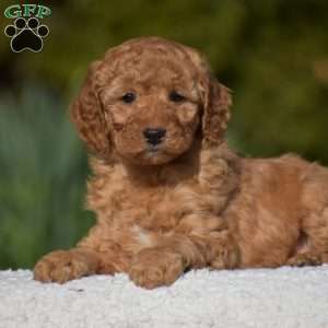 Kyle, Miniature Poodle Puppy